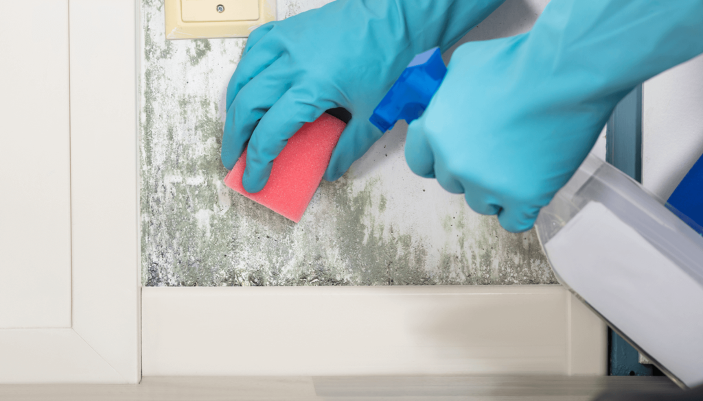 Cover บทความ เชื้อราบนผนัง