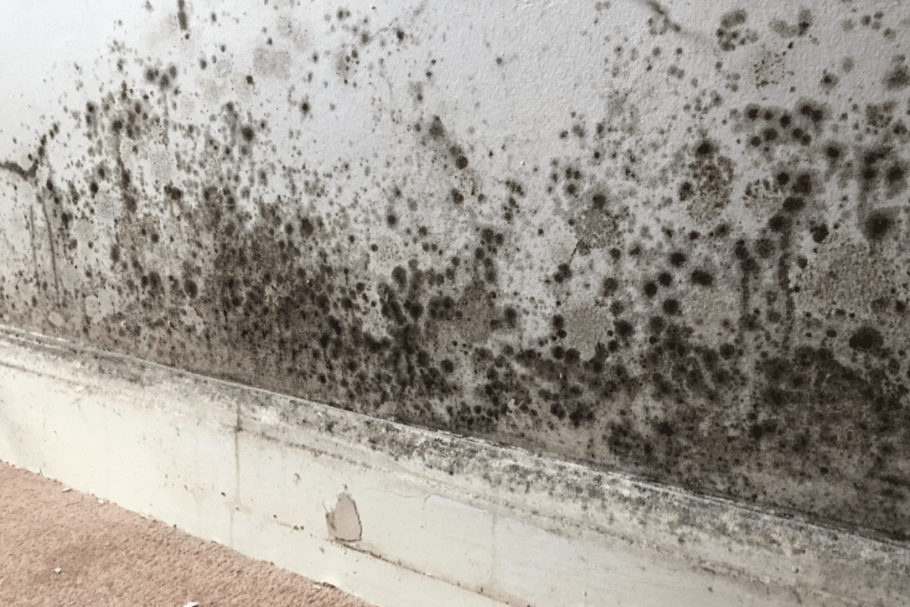 ผนังเชื้อรา